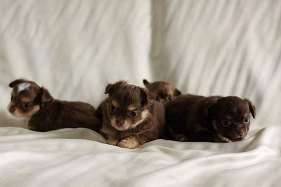 知らなかった プルートのプロフィール徹底解説 まとめ 知らなかった プルートのプロフィール徹底解説 まとめ