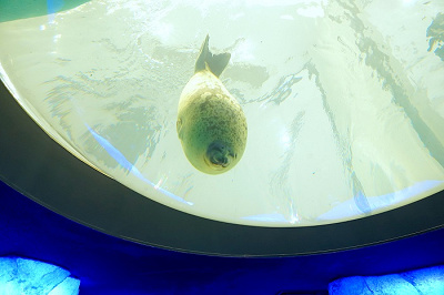 22 海遊館チケット料金まとめ 1日券 バックヤード見学チケット 他施設セット券など 年パスは廃止 22 海遊館チケット料金まとめ 1日券 バックヤード見学チケット 他施設セット券など 年パスは廃止