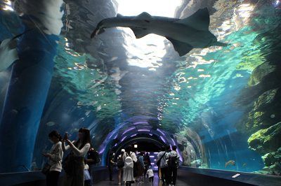 アクアパーク品川の最強デートプラン 駅近の水族館でイルカやクラゲとロマンチックなひとときを