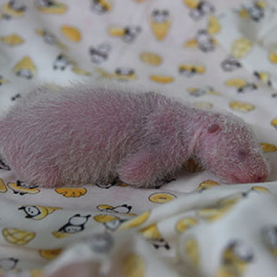 生まれて5日目のシャンシャン