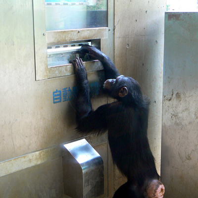 自動販売機を使えるチンパンジー