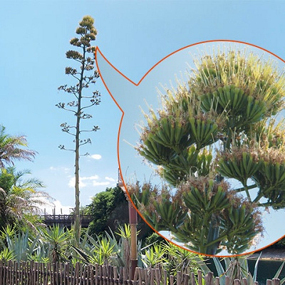 50年に1度しか咲かない花？！