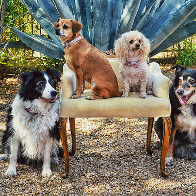 犬好きには絶対観てもらいたいディズニー作品