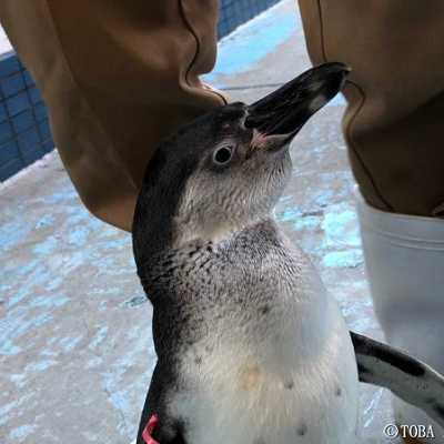 飼育員に懐くペンギン