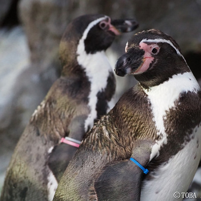 凛々しい表情のペンギン