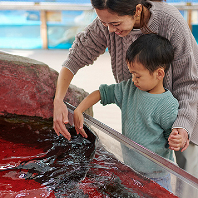 須磨海浜水族園の魚にタッチできるプール