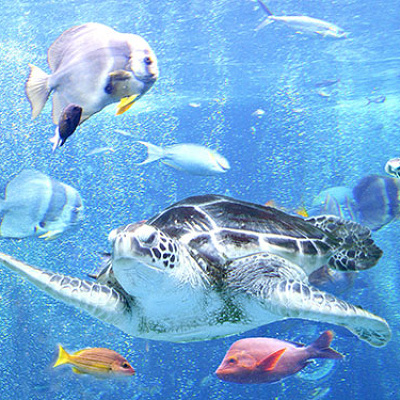 箱根園水族館のウミガメが泳ぐ水槽