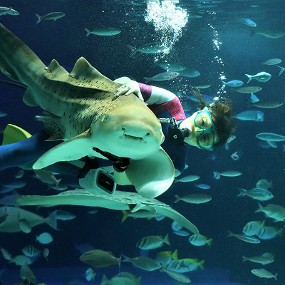 ダイバーさんにだっこされて喜ぶトラフザメ