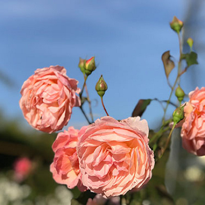 足利フラワーパークとは