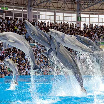 アドベンチャーワールドのイルカショー