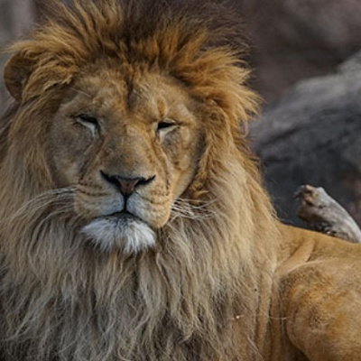 アフリカサバンナゾーン／天王寺動物園