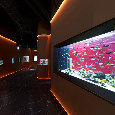 アフリカゾーン