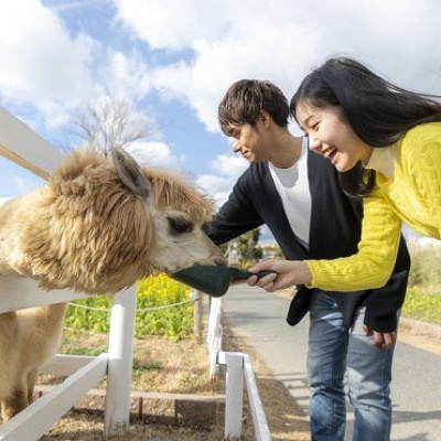 アルパカふれあい