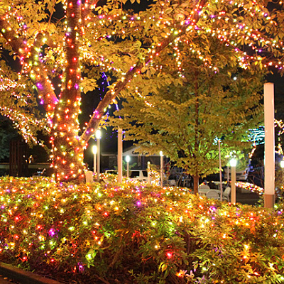 ④アンバー・フォレスト