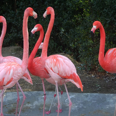 ベニイロフラミンゴ／天王寺動物園
