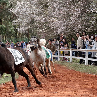 サファリダービーに参加している「アメリカ・ミニチュアホース」