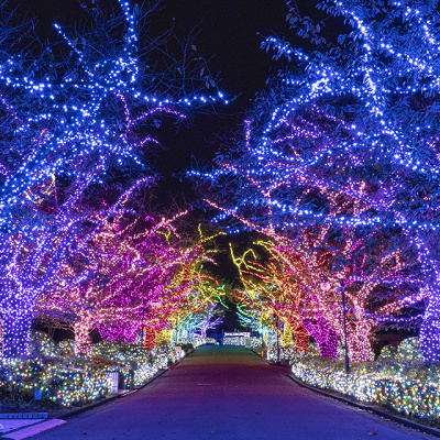 桜並木をイメージ