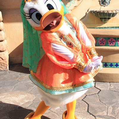 整列グリのアラビアンデイジー