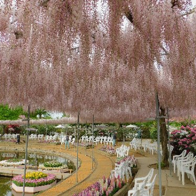 あしかがフラワーパーク・うすべに藤の棚