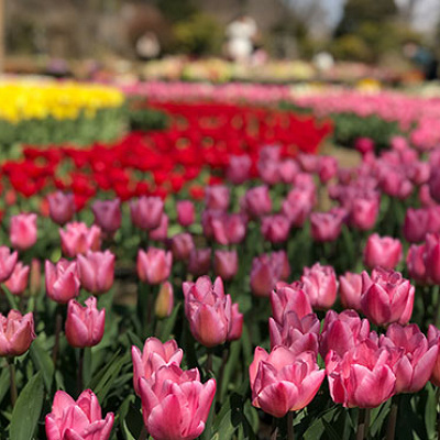 様々な花が楽しめるあしかがフラワーパーク