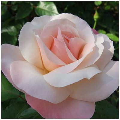 Audrey Hepburn(オードリー・ヘップバーン)