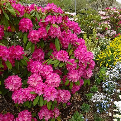 ツツジなども4月は見頃です！