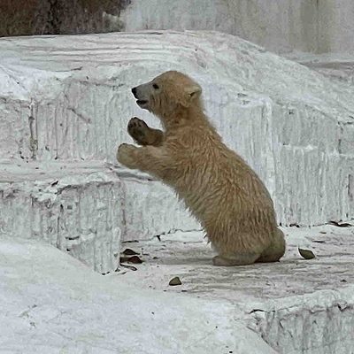 赤ちゃんシロクマ・ホウちゃん