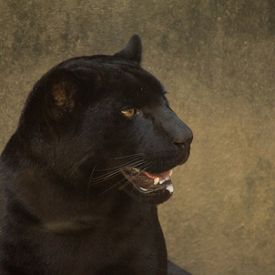 モーグリのために一生懸命となるバギーラ