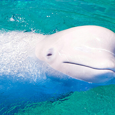八景島シーパラダイスの「シロイルカ」