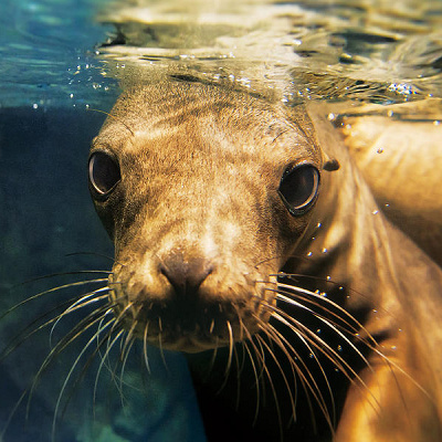 モンタレー海のテーマにて飼育されているカリフォルニアアシカ