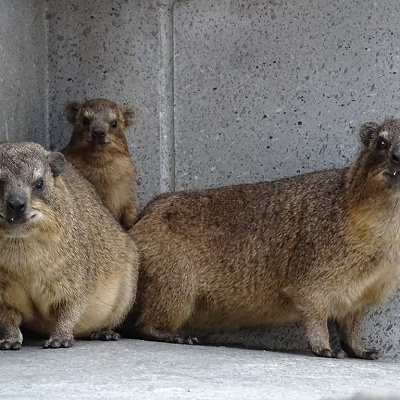 ケープハイラックス