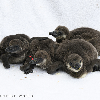 ケープペンギンの赤ちゃん