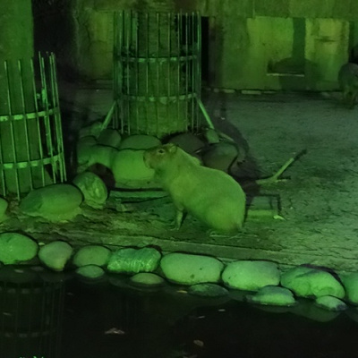 ナイトズーのカピパラ