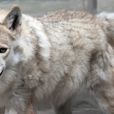 チュウゴクオオカミ／天王寺動物園