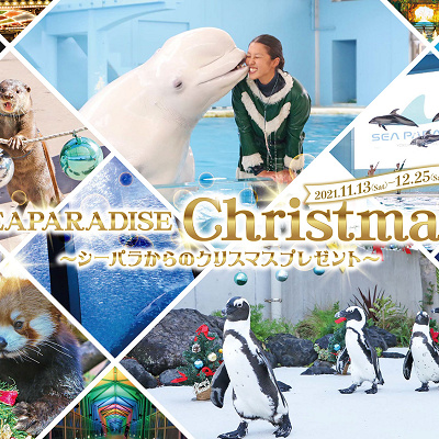 シーパラからのクリスマスプレゼント