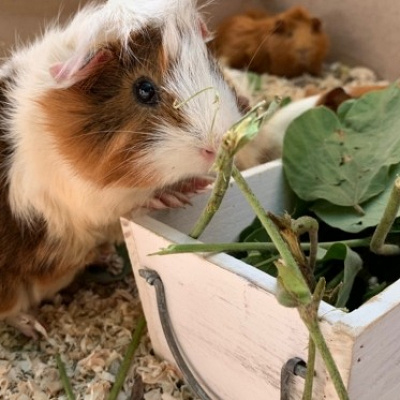 ふれあいどうぶつコーナー