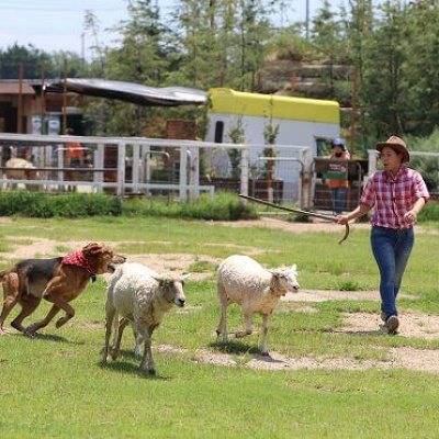 ドッグパフォーマンス