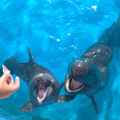 イルカの給餌体験
