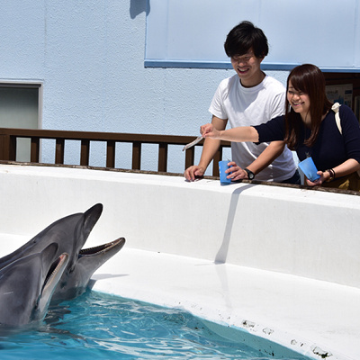 イルカおやつタイム