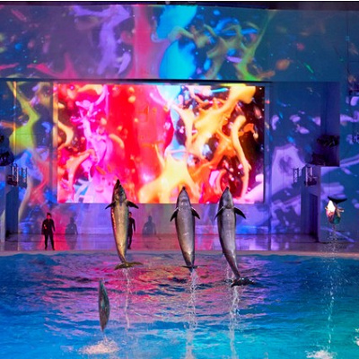 ナイトショーのイルカたち