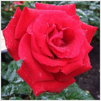 Dreams Come True(ドリームス・カム・トゥルー)