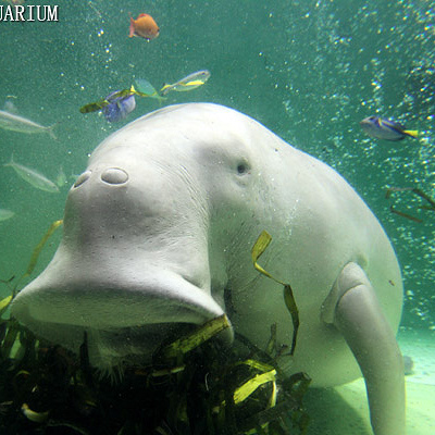 海草を食べるジュゴン