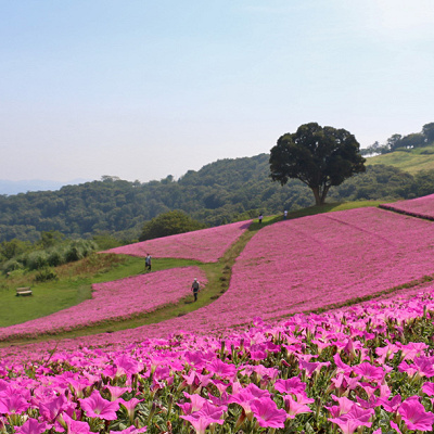 夏の間、花畑を埋め尽くすのはペチュニアの新種「桃色吐息」