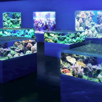 DMMかりゆし水族館の展示/海のいきもの達