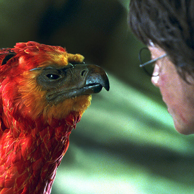 フォークスの羽はハリーの杖に使われている