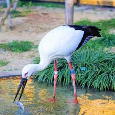 のんほいパークの料金