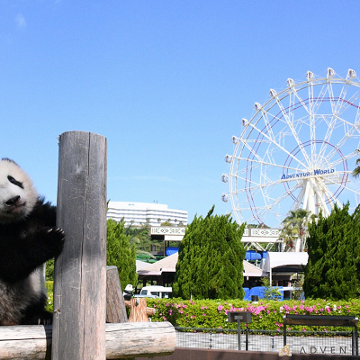 観覧車とパンダ