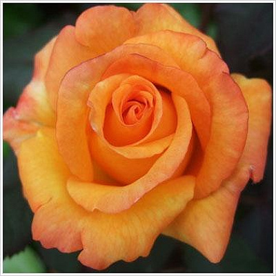 Freddie Mercury(フレディ・マーキュリー)