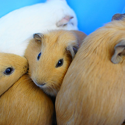 ふれあい広場／天王寺動物園