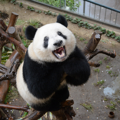 ジャイアントパンダ